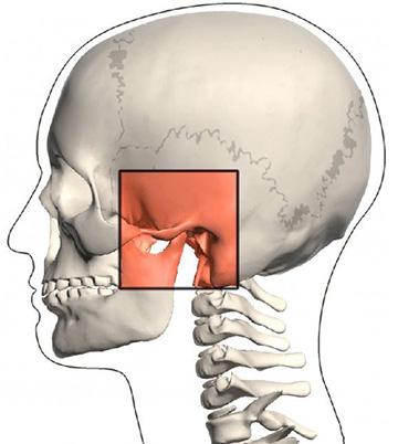 咀嚼系统包括3块主要骨骼 上颌骨 下颌骨 颞骨 颞下颌关节 下颌骨髁
