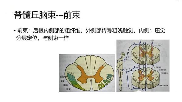 累及前角的病变 急性脊髓灰质炎 婴儿性肌萎缩症 乙型脑脊髓炎 进行