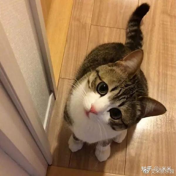 猫咪歪头看你其实是有话要说 知乎