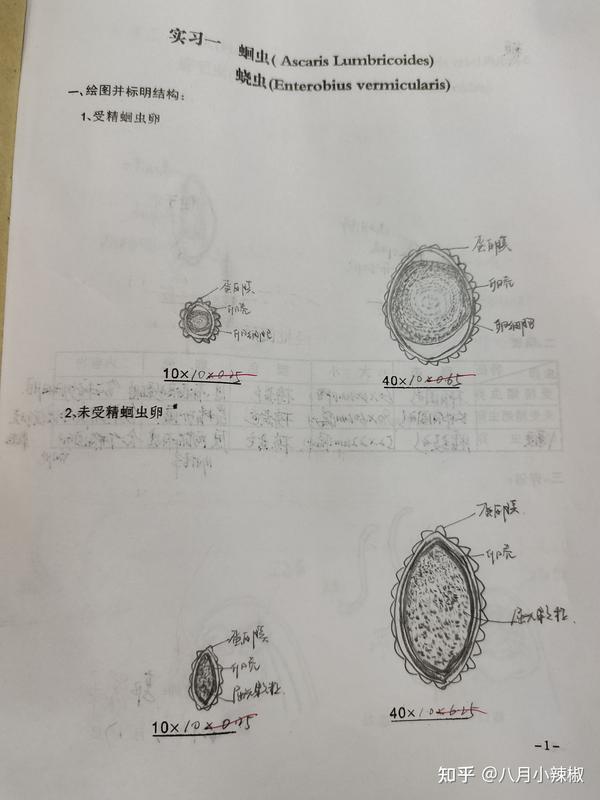 医学寄生虫实验手绘图