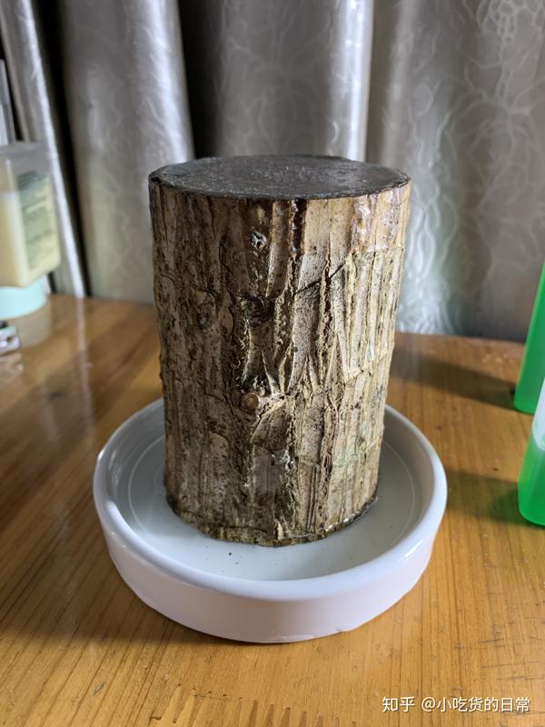 巴西木幸运木成长日记离烧火棍的距离越来越近