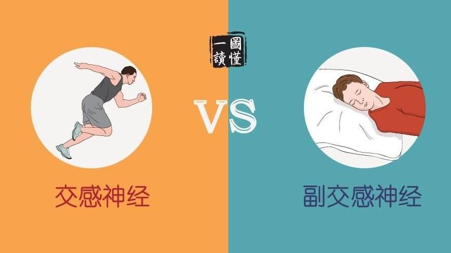 睡眠的生理机制1--自律神经控制系统