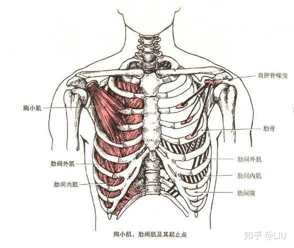 如果胸小肌过于紧张则会造成圆肩等不良体态,对胸小肌应加强按摩与