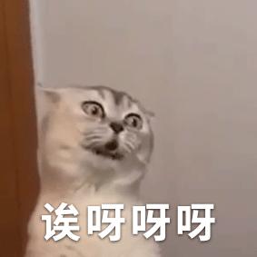 抖音超火wow哇哦猫咪表情包丨骂骂咧咧猫咪表情包