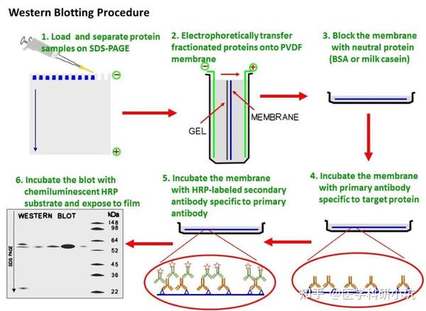 Western Blotting Western Blotting