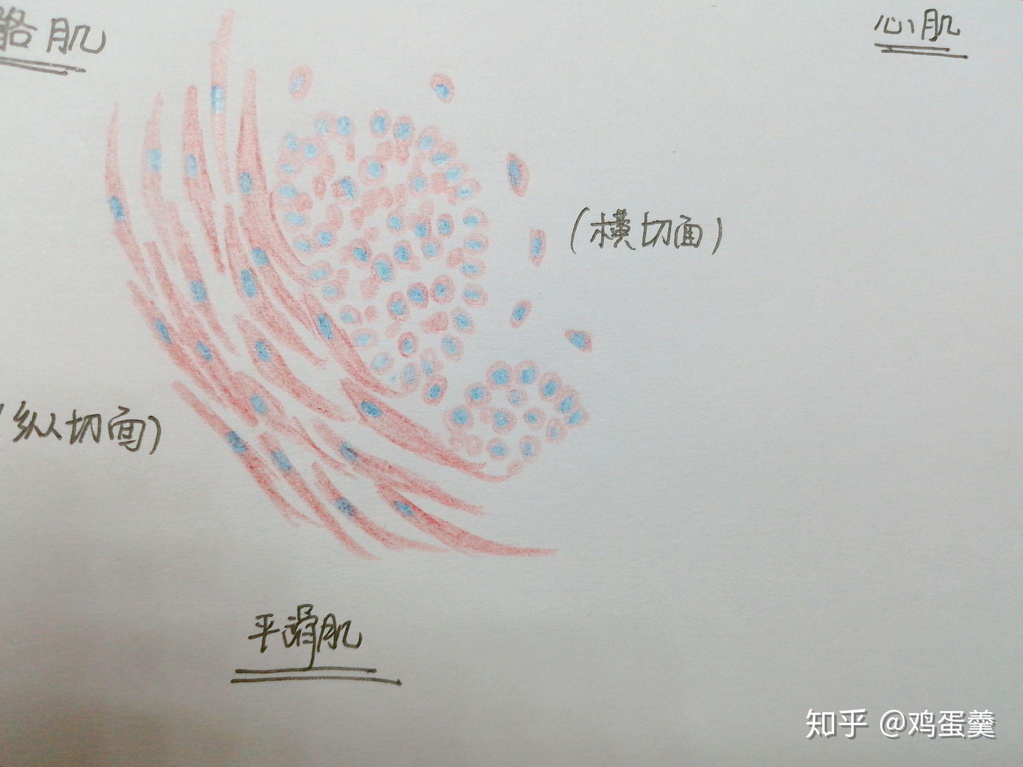 请问平滑肌红蓝铅笔手绘图怎么画