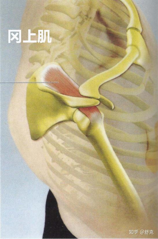 上肌将肱骨头向下拉,可以防止肱骨撞击喙突和挤压肩峰下的关节囊及冈