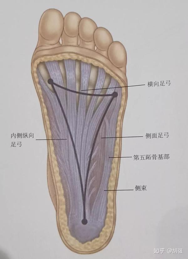 步态难看膝盖疼试试改善足弓