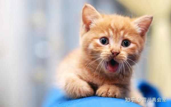 犬猫冠状病毒有哪些?如何预防?