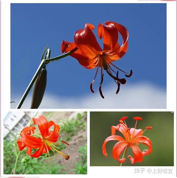 草原最美的花,红红的萨日朗是什么花?