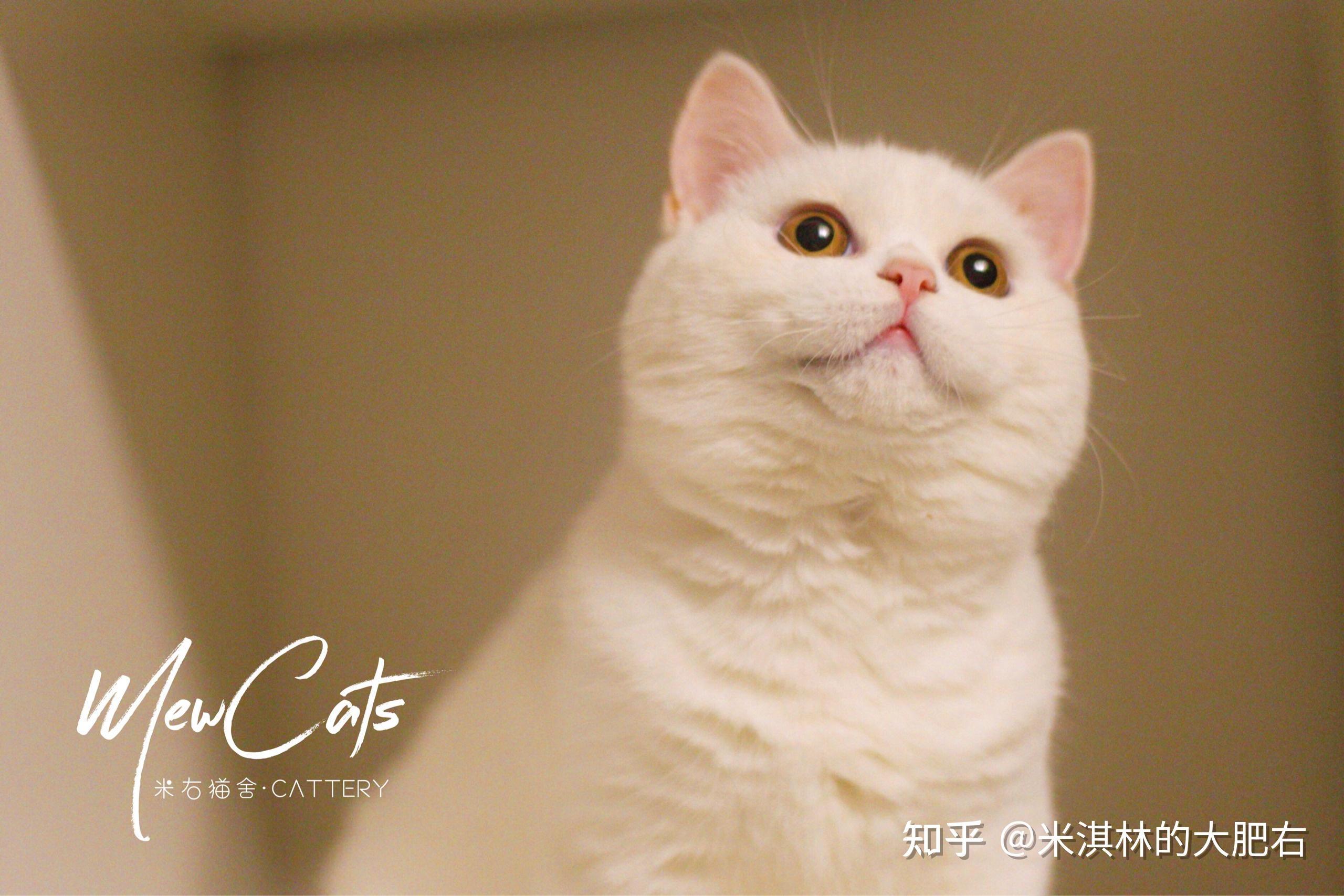 宠物店2000买的猫说是白色英短怎么办