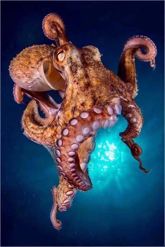 巨大章鱼真的存在吗?有事实依据吗?