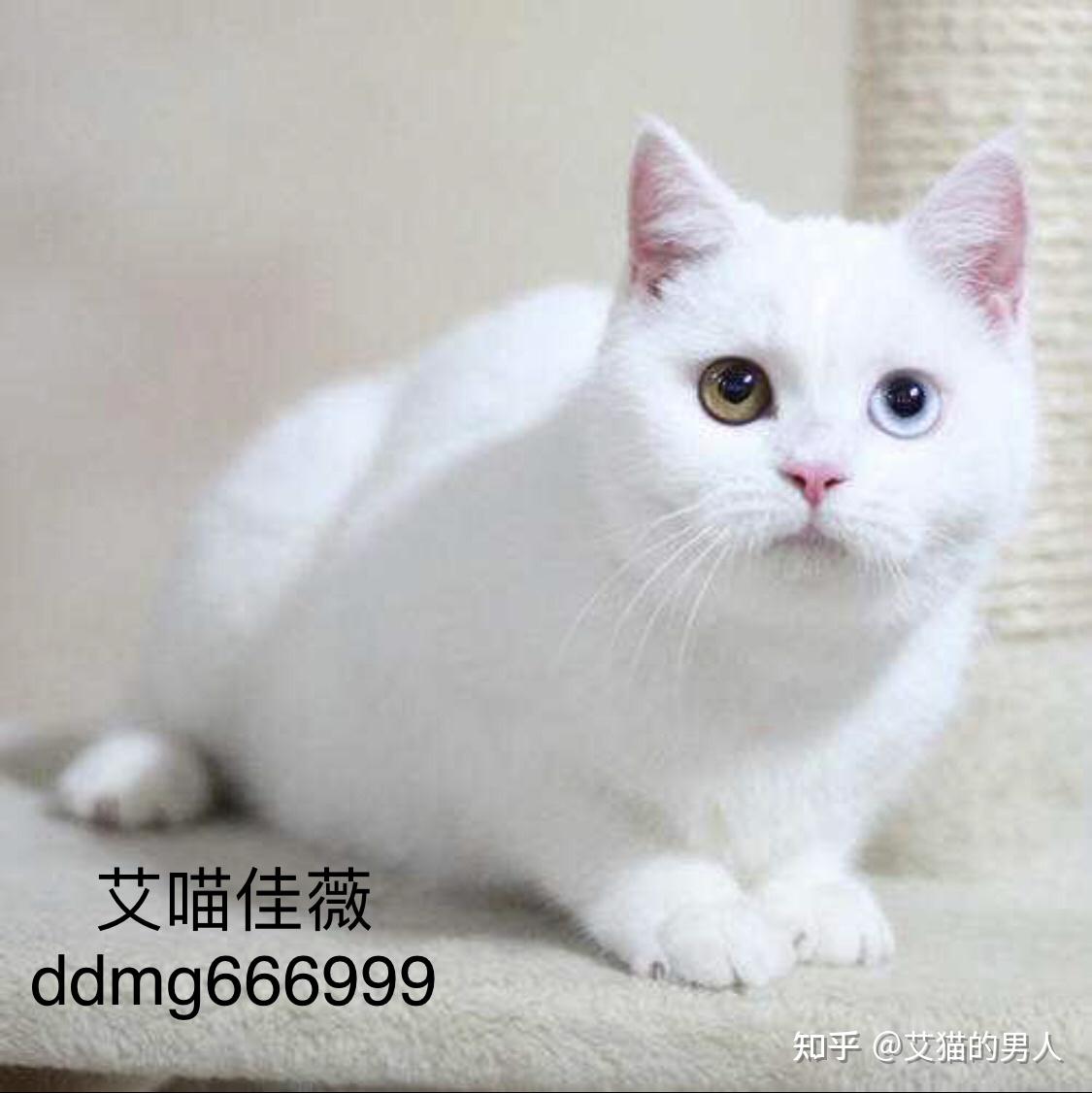 纯白或乳白的英短是怎么配出来的