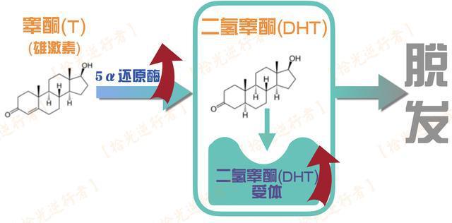 如何降低双氢睾酮(dht)浓度