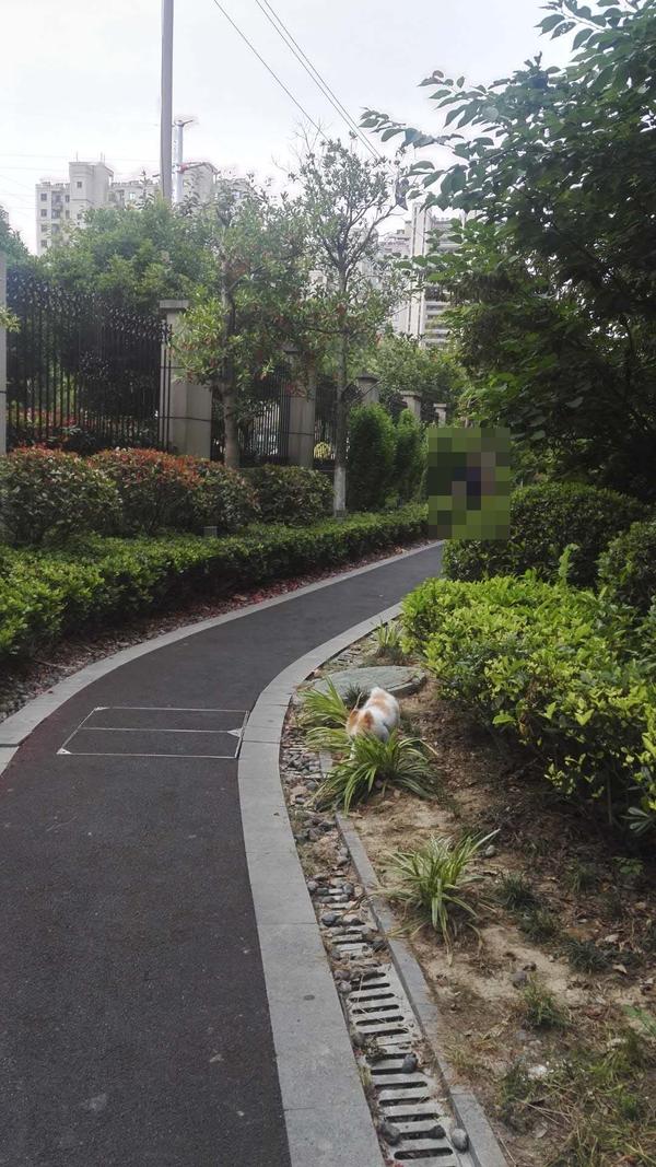 如何应对小区内部出现的无绳遛狗的行为用什么办法才能彻底根治狗患