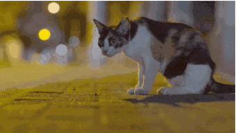 340_192gif 动态图 动图