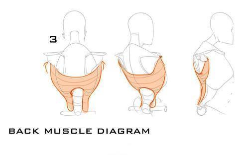 背部肌肉如何画