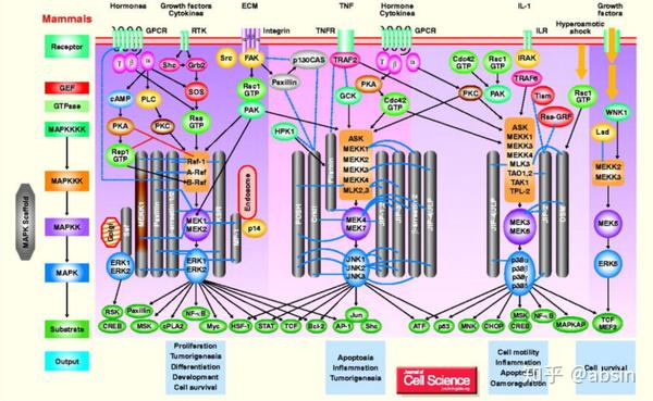 erk,jnk,p38,erk5可以由不同的信号激活,形成不同的转导通路,激活各不