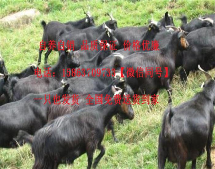 什么地方有卖黑山羊的