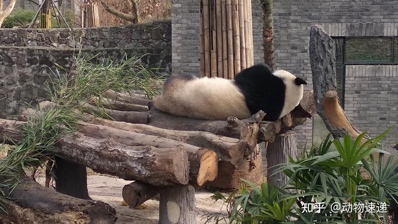 为什么一下雪大熊猫就这么高兴