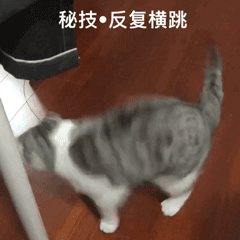 在黑白两道左右横跳,来回蹦迪,十分猖狂 别慌,既然他左右横跳,如果马