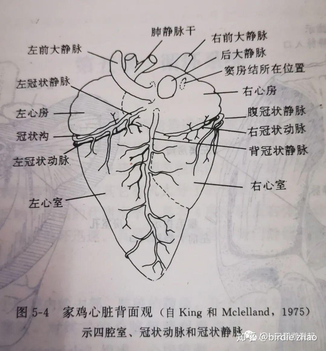 鸟类基础知识5循环系统