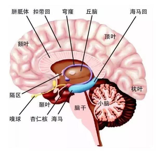 生理活动的生理基础之神经系统心理咨询师学了什么6