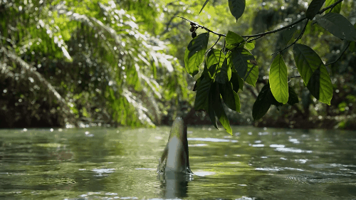 一条鱼为了吃到树上的果实,跃出水面, 上演了鱼跃龙门.