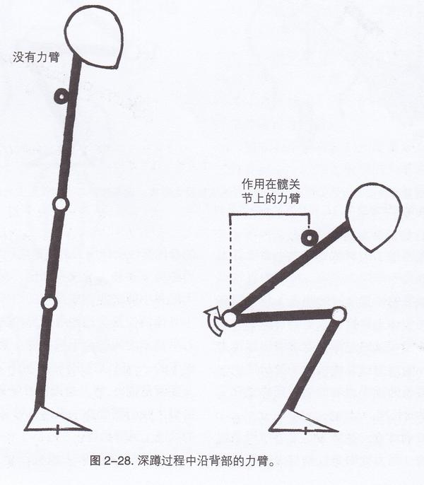 第022期:深蹲的杠杆力学原理