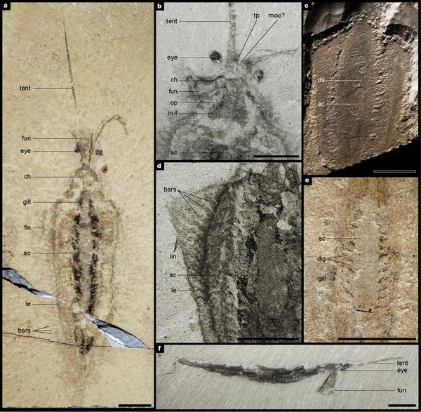 已知最早的头足动物 nectocaris pteryx化石.图片来源自〔1〕.