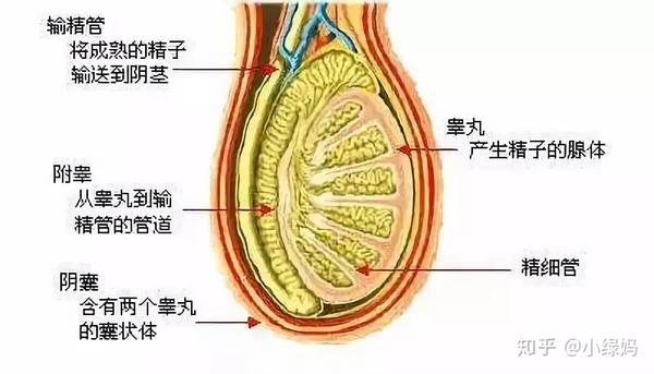 其他并发症可能包括感染,局部器官功能损伤甚至睾丸扭转,睾丸萎缩,性