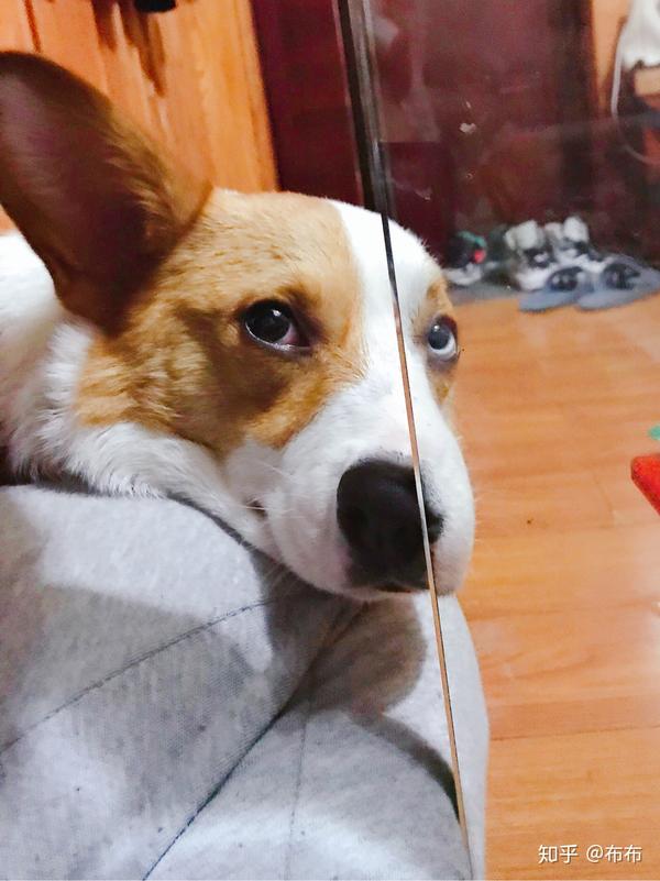 拥有一只高回头率的狗是种怎样的体验?