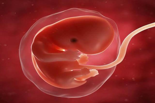 那么在移植到着床的这几天,我们的胚胎宝宝在干些什么呢? 游动发