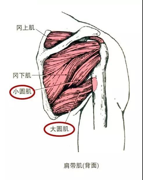 大圆肌,小圆肌