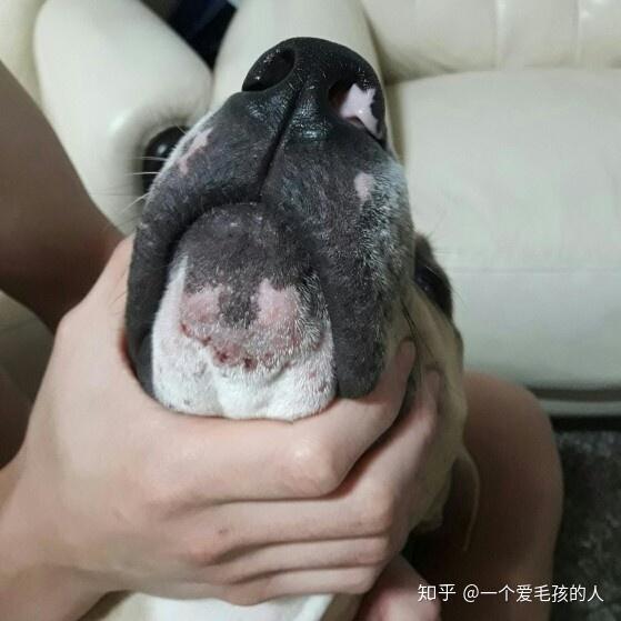 狗狗下巴长痘痘流血怎么办