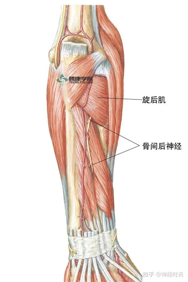 骨间后神经在穿过旋后肌深浅头之前发出分支支配旋后肌和具有重要作