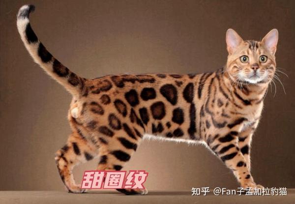 孟加拉豹猫花纹有多少种?你家又是神什么花纹? 大百科