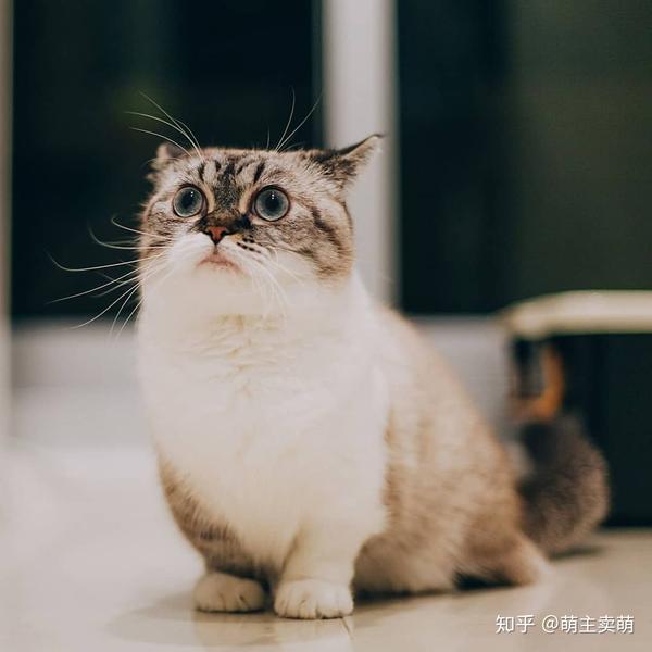 芒奇金与布偶猫混血串串小猫咪 长得也是萌萌哒超级可爱