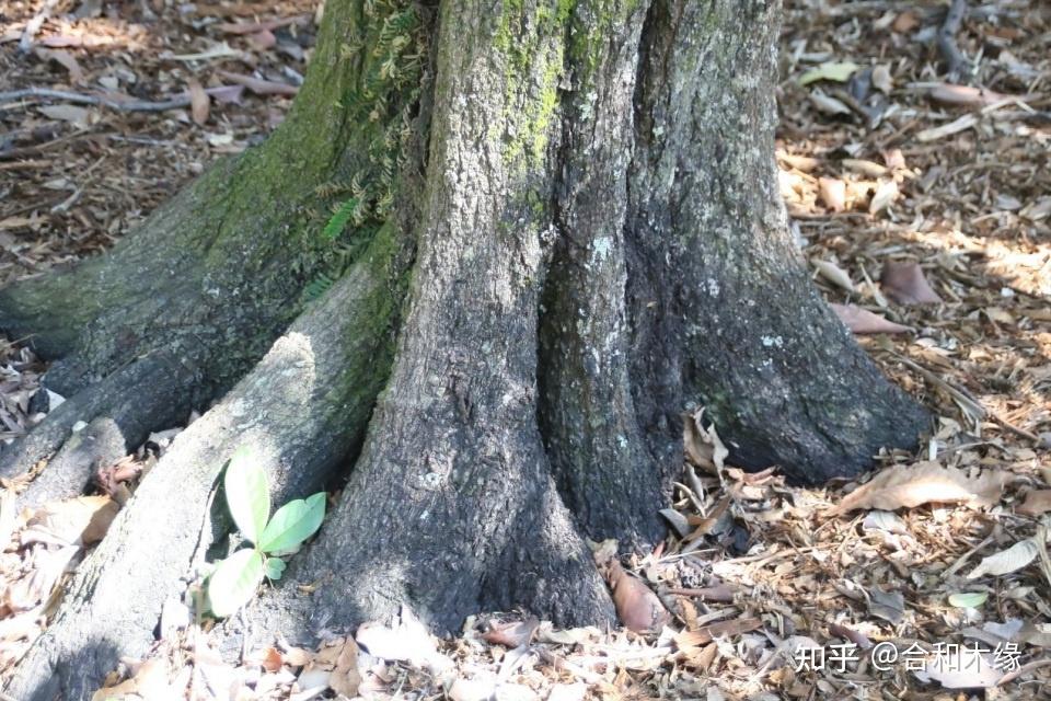 「涨知识」国标红木之28——菲律宾乌木(异色柿,毛柿)