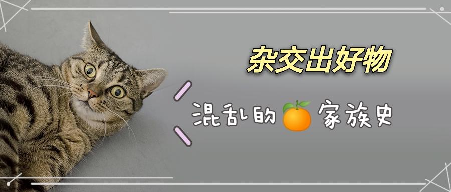 柑橘家族的所有成员,几乎都有着血缘关系,而且现在仍旧