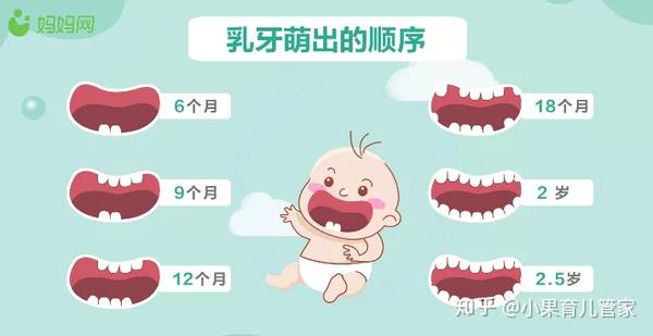 6岁后乳牙开始脱落,恒牙进行替换,先出第一恒磨牙,至12~13岁第二磨牙