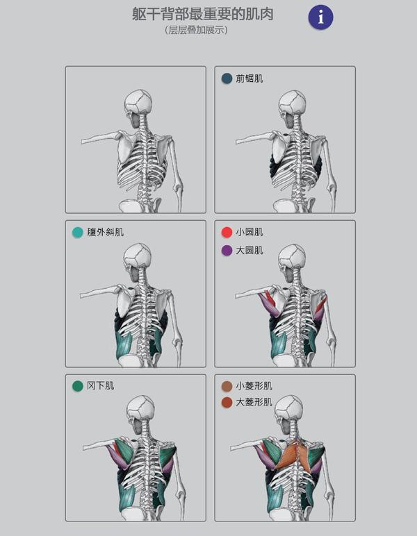 背部骨骼与肌肉的关系,也可以一步步画出来
