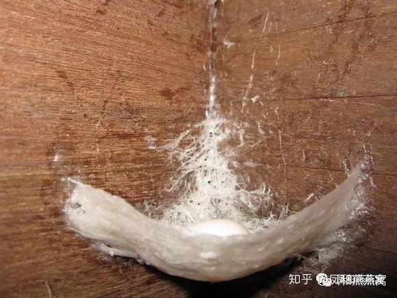 采燕窝的三原则: 未完成不采 有幼燕不采