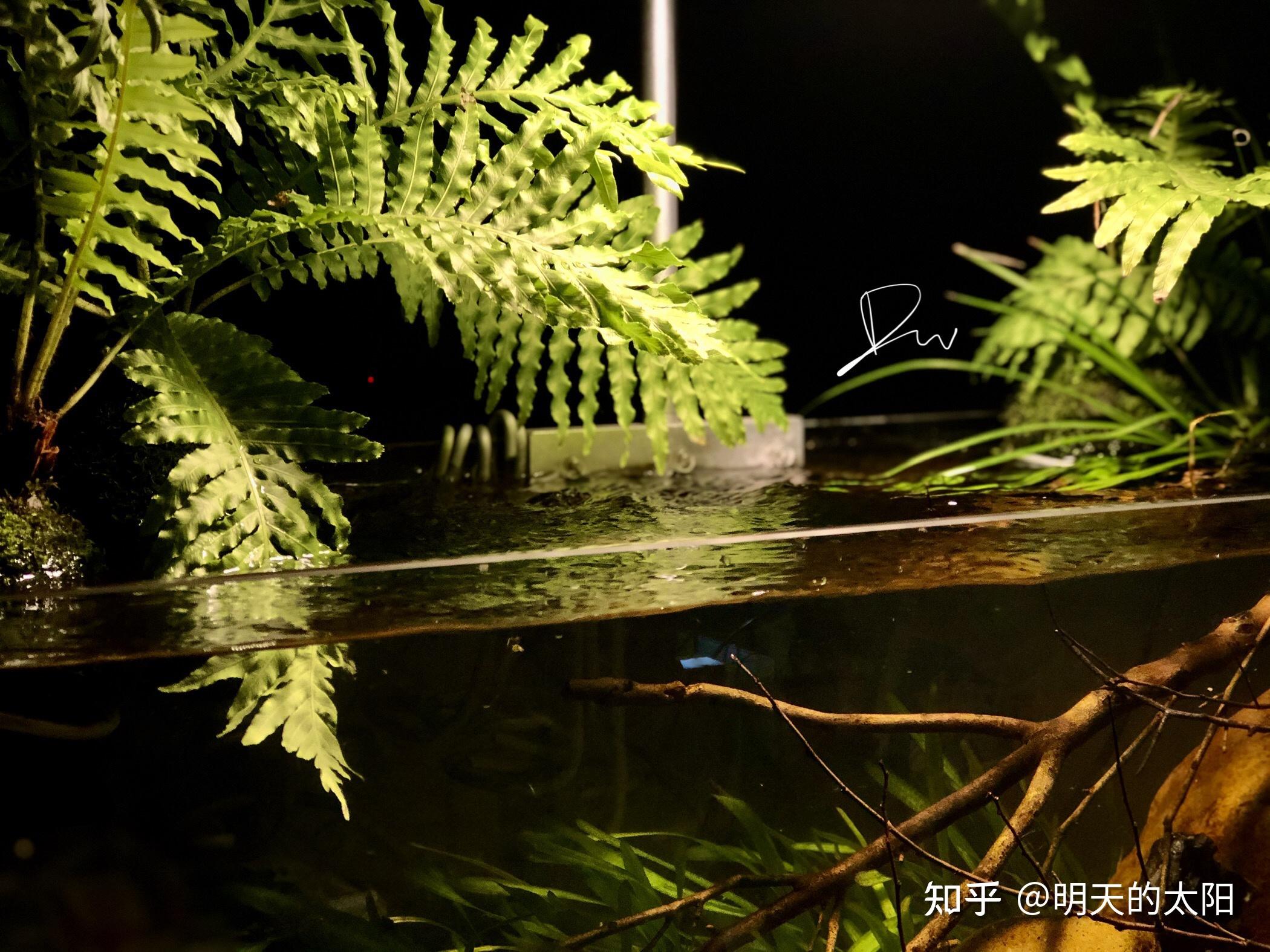 溪流缸原生缸乌龟缸深水龟缸造景