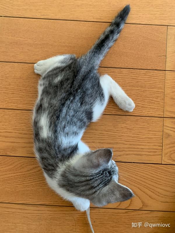 两个半月小猫 趴在地上这样 两个后腿分开的趴着  跑的时候也不稳当.