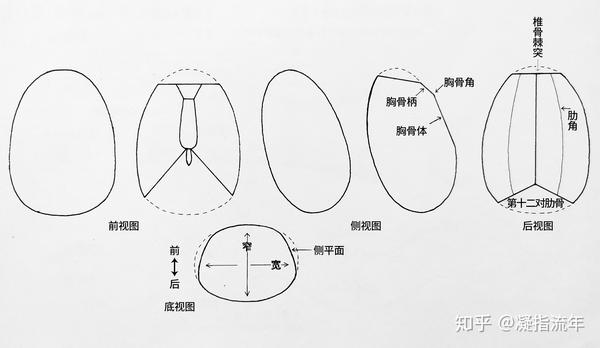 坚持学画人体结构之胸廓骨骼详解