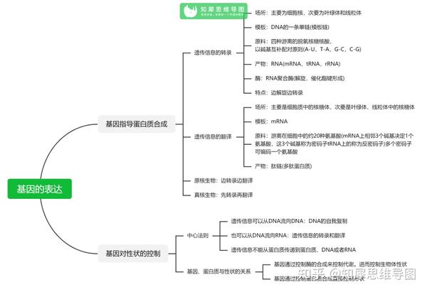 高中生物-从杂交育种到基因工程-思维导图