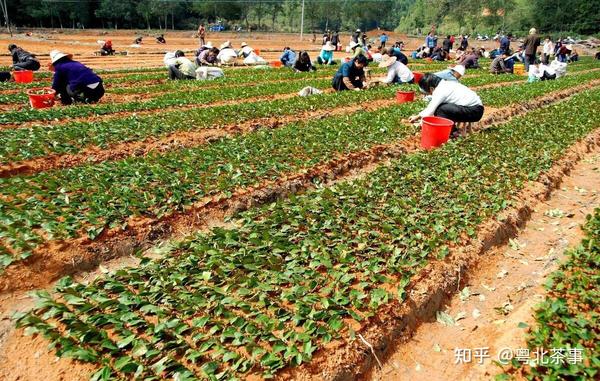 广东茶绿茶红茶分享一片小小茶叶巧妙用扦插法长成茶苗