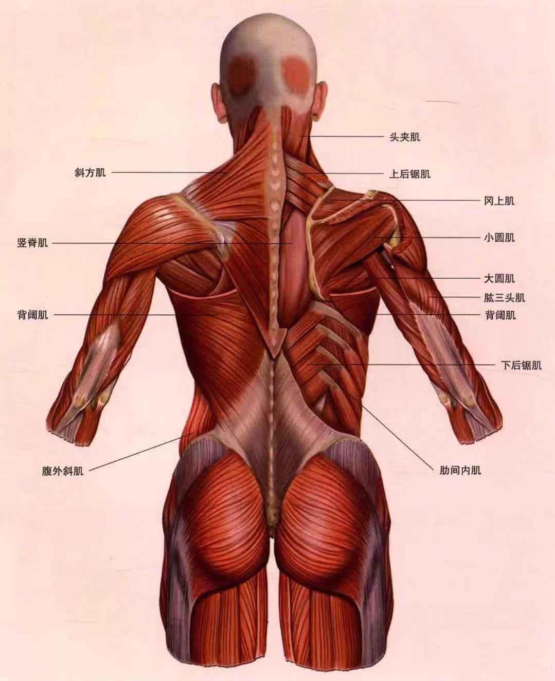 背部 zhuanlan.zhihu.com