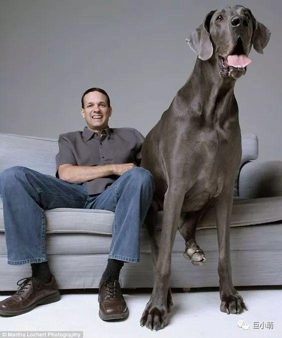 真正能对比出大丹犬巨型的,是和一个正常体型的成年人在同一平面上的